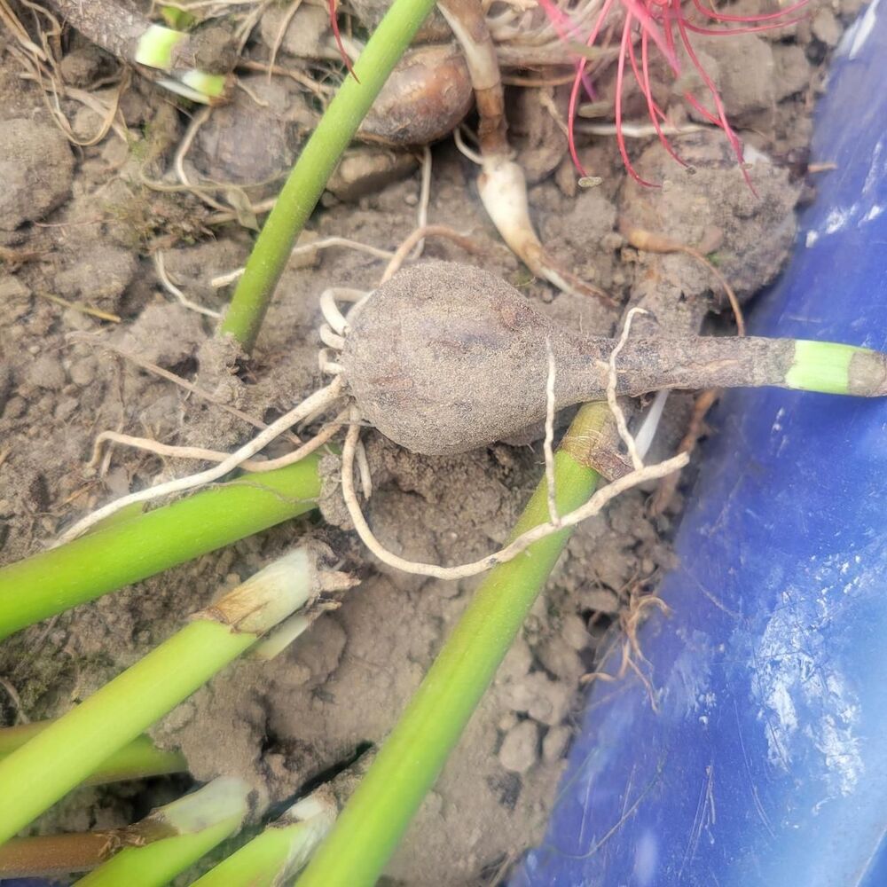 Red Spider lily bulb